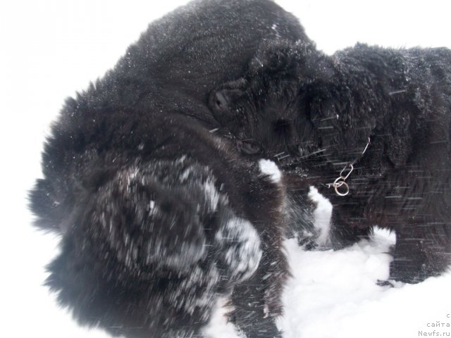 Фото: ньюфаундленд Карат из Медвежьего Яра (Karat iz Medvejyego Yara)
