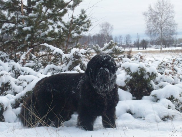 Фото: ньюфаундленд Карат из Медвежьего Яра (Karat iz Medvejyego Yara)