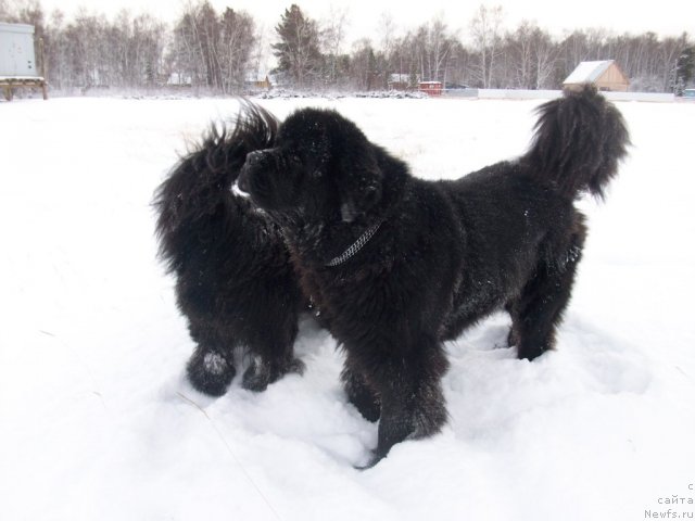 Фото: ньюфаундленд Карат из Медвежьего Яра (Karat iz Medvejyego Yara)