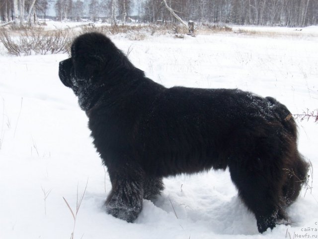 Фото: ньюфаундленд Карат из Медвежьего Яра (Karat iz Medvejyego Yara)