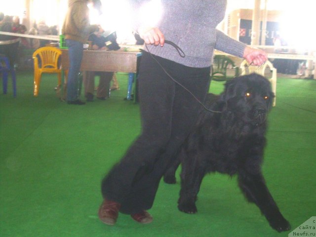 Фото: ньюфаундленд Чаривна Черепашка Большой Малыш (Charivna Cherepashka Bolshoj Malysh)