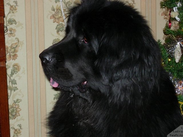 Фото: ньюфаундленд Лесная Сказка Раскрасавица