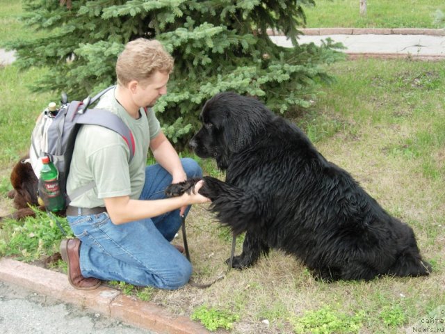 Фото: ньюфаундленд Лесная Сказка Раскрасавица