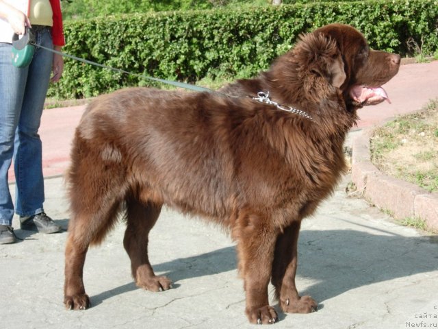 Фото: ньюфаундленд Конфуций