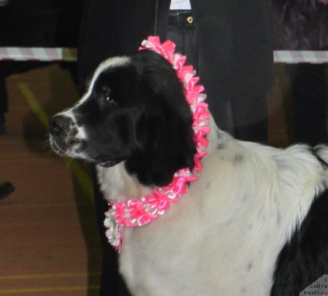 Фото: ньюфаундленд Ница для Кара Аюлар из Тихого Омута (Nica Dlja Kara Ayular iz Tihogo Omuta), Александр Файзулин