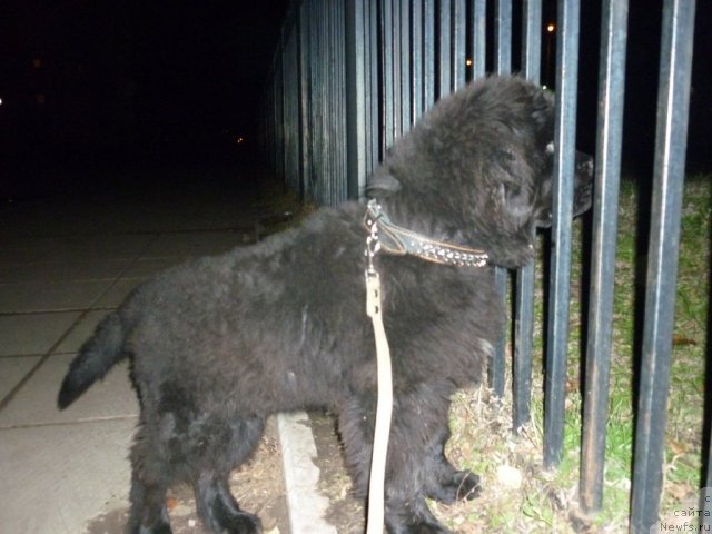 Фото: ньюфаундленд Илья Муромец