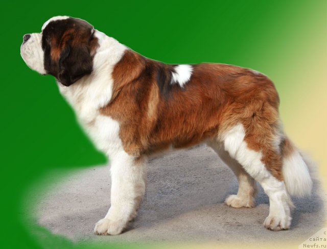 Фотография № 52964