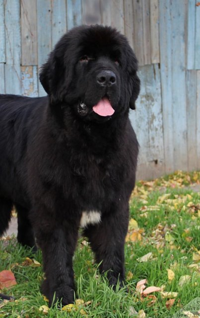 Фото: ньюфаундленд Патти с Берега Дона