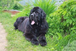 Фото: ньюфаундленд Пчёлкин Дом Восторг Души (Pchiolkin Dom Vostorg Dushi)