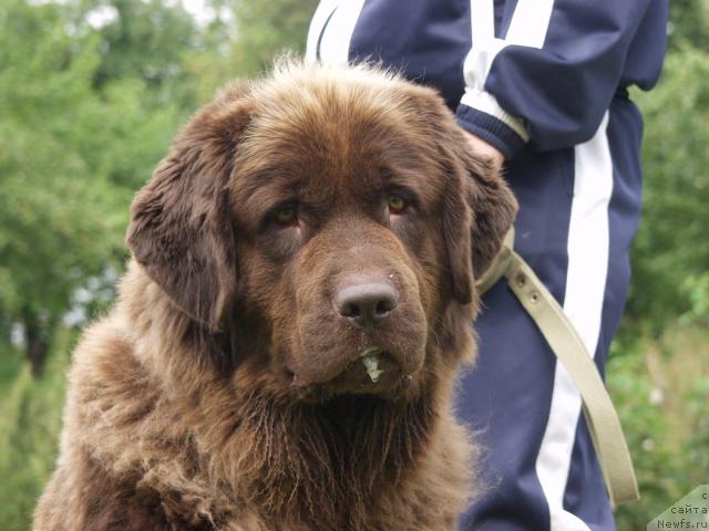 Фото: ньюфаундленд Старди