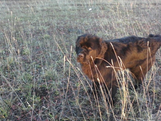 Фото: ньюфаундленд Баловень Судьбы