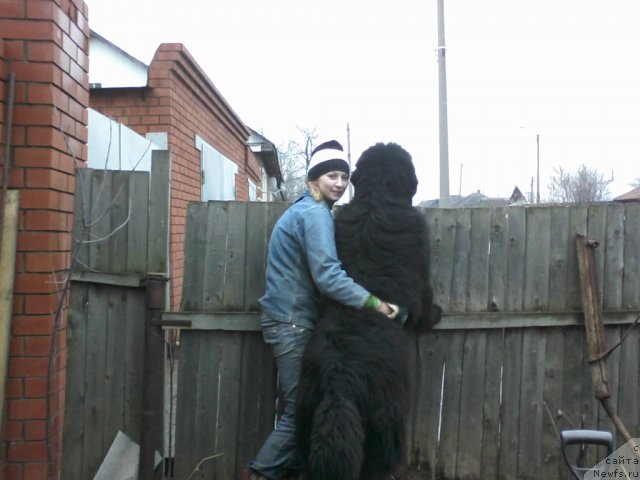 Фото: ньюфаундленд Ньюфорт Лунный Бархат