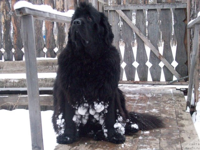 Фото: ньюфаундленд Ярада из Сибирской Глубинки (Yarada iz Sibirskoy Glubinki)