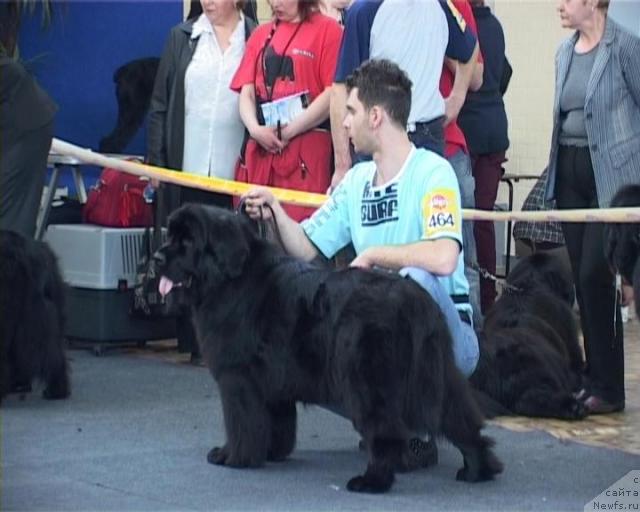 Фото: ньюфаундленд Ханеса (Hanesa)