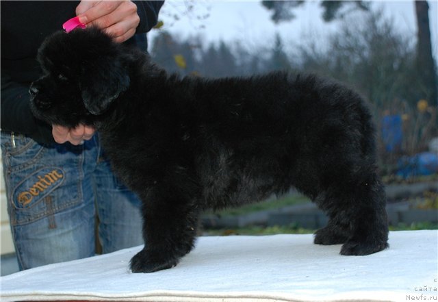 Фото: ньюфаундленд Смигар Го ту би зе Фест