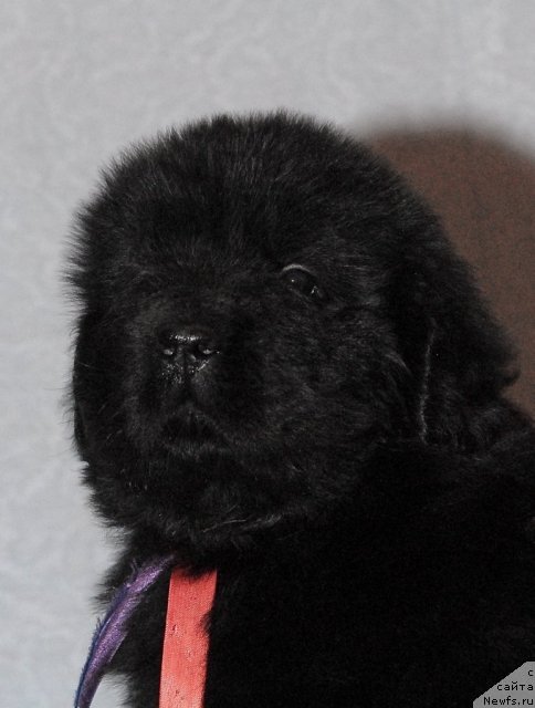 Фото: ньюфаундленд Смигар Го ту би зе Фест