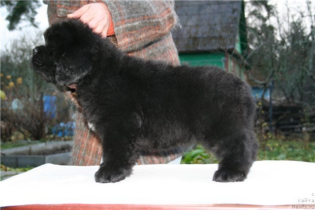 Фото: ньюфаундленд Смигар Гордон-Феллоу (Smigar Gordon Fellow)