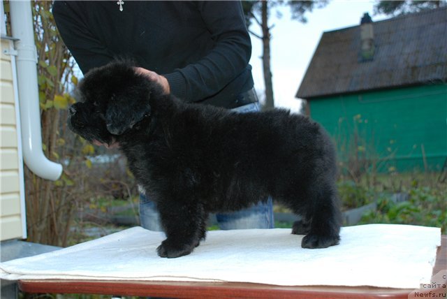 Фото: ньюфаундленд Смигар Гордон-Феллоу (Smigar Gordon Fellow)