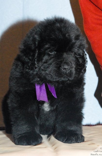 Фото: ньюфаундленд Смигар Гордон-Феллоу (Smigar Gordon Fellow)