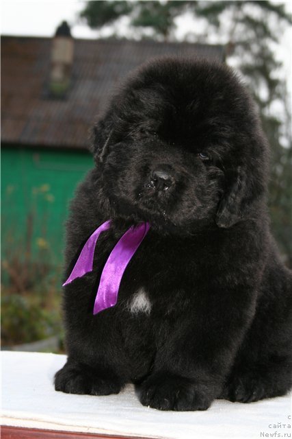 Фото: ньюфаундленд Смигар Гордон-Феллоу (Smigar Gordon Fellow)