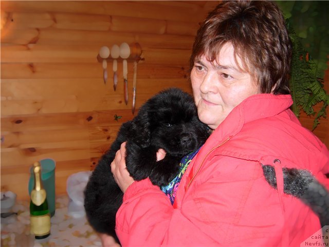 Фото: ньюфаундленд Смигар Голд Виктори Стар