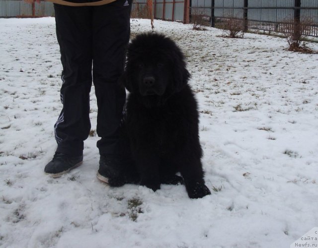 Фото: ньюфаундленд Их Высочество Глория Айрис (Ih Visochestvo Gloria Airis)