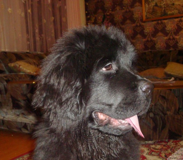 Фото: ньюфаундленд Их Высочество Глория Айрис (Ih Visochestvo Gloria Airis)