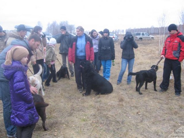 Фото: ньюфаундленд Експрессия  из Медвежьего Яра