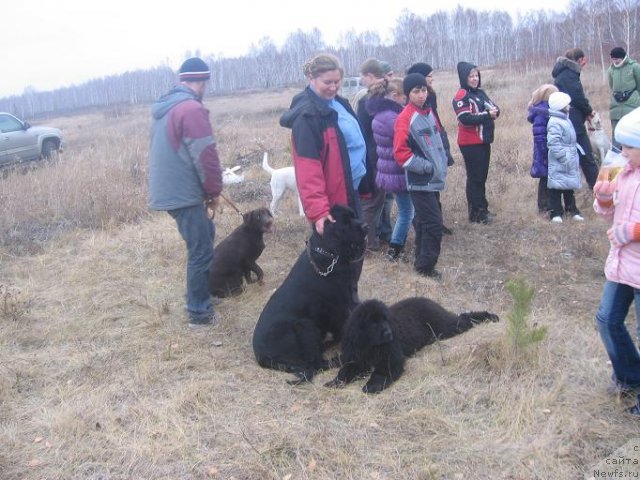 Фото: ньюфаундленд Експрессия  из Медвежьего Яра, ньюфаундленд Апполон Биг Босс, Светлана Ботова