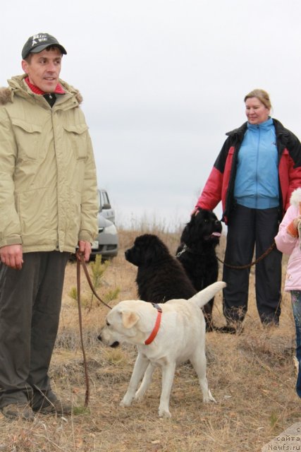 Фото: ньюфаундленд Експрессия  из Медвежьего Яра, ньюфаундленд Апполон Биг Босс, [p1431]а также наши друзья с лабрадорами!