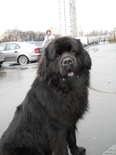Фото: ньюфаундленд Фанньюф Олигарх Литавр