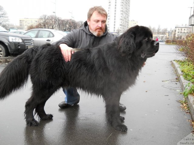 Фото: ньюфаундленд Фанньюф Олигарх Литавр