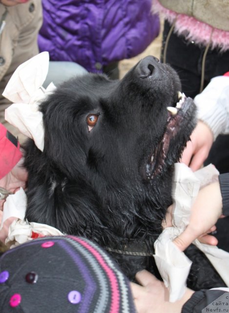 Фото: ньюфаундленд Експрессия  из Медвежьего Яра