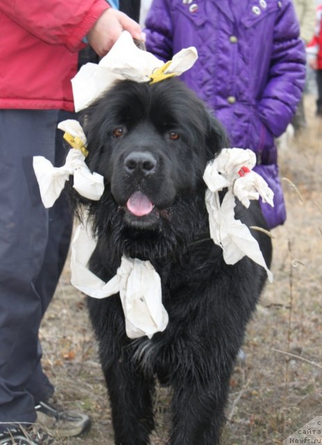 Фото: ньюфаундленд Експрессия  из Медвежьего Яра