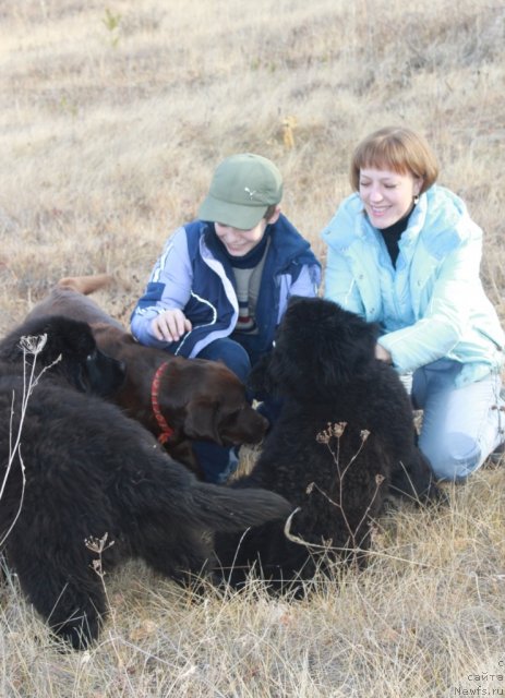Фото: ньюфаундленд Апполон Биг Босс