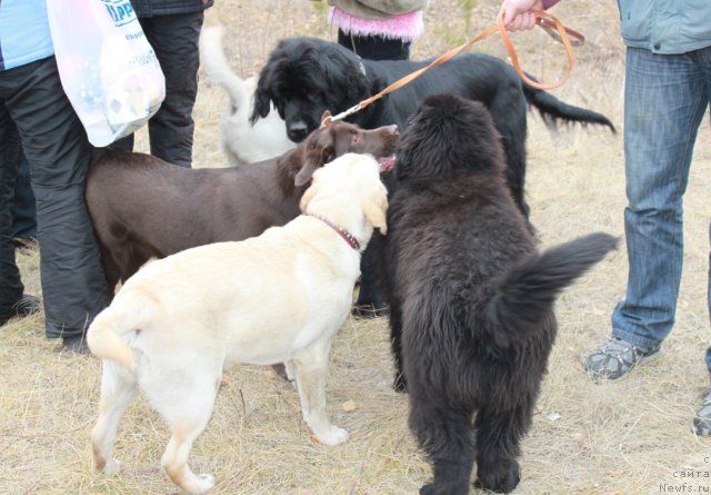 Фото: ньюфаундленд Апполон Биг Босс