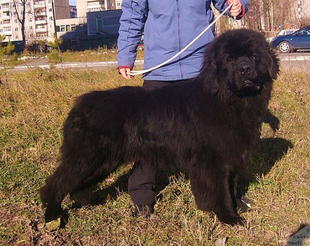 Фото: ньюфаундленд Супер Бизон Ванкувер