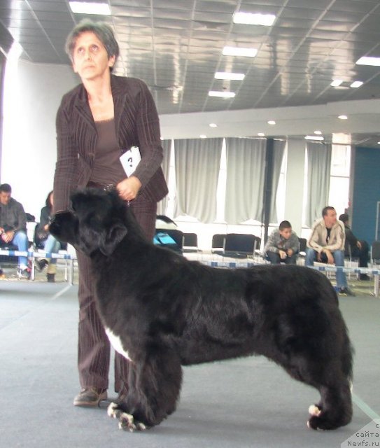 Фото: ньюфаундленд Masterpiece of Balkan Abracadabra