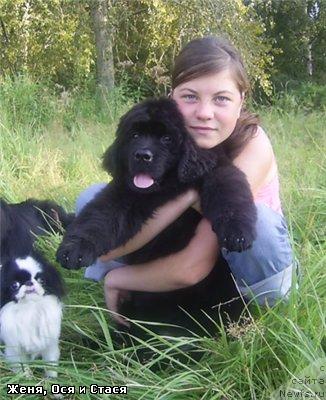 Фото: ньюфаундленд Арх Бьюти Окси Свет