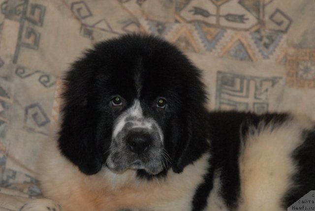 Фотография № 53067