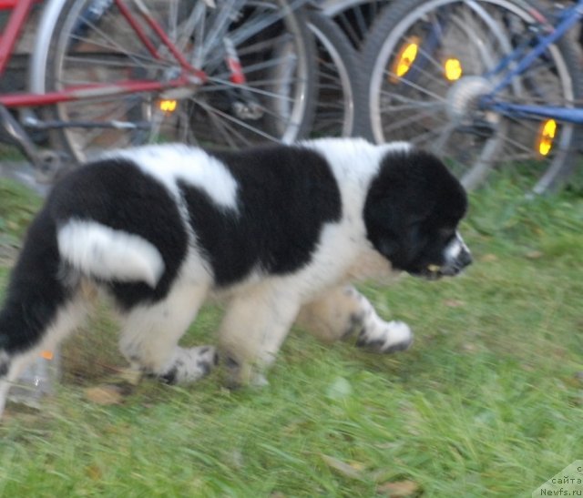 Фотография № 53073