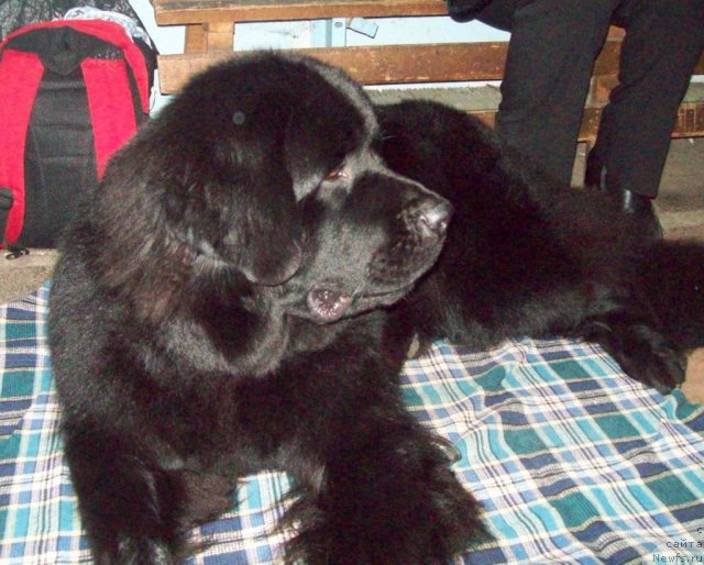 Фото: ньюфаундленд Заветная Мечта (Zavetnaya Mechta)