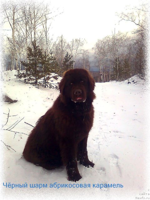 Фото: ньюфаундленд Черный Шарм Абрикосовая Карамель
