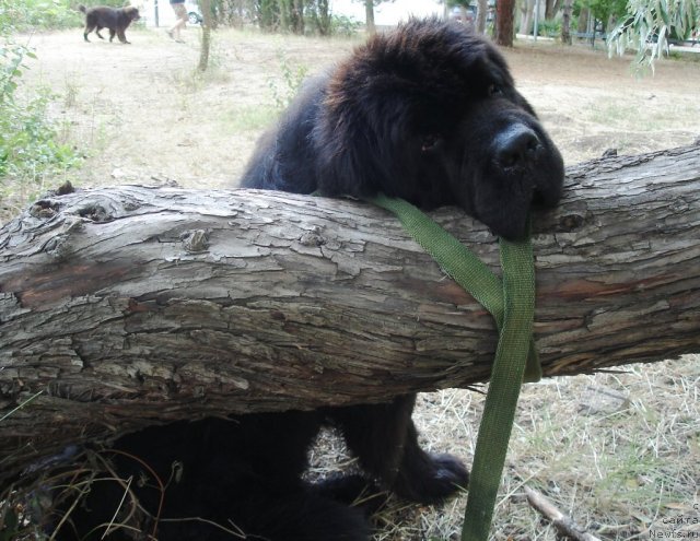 Фото: ньюфаундленд Елизар Вялiкi Мядзведзь (Elizar Vialiki Miadzvedz)