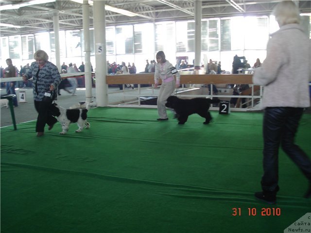 Фото: ньюфаундленд Archibald Good Win Super Mishka (Арчибальд Гуд Вин Супер Мишка)