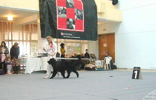 Фото: ньюфаундленд Супер Бизон Дека