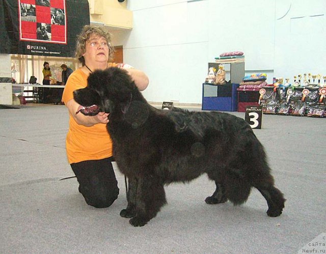 Фото: ньюфаундленд Ньюфорт Магия Любви