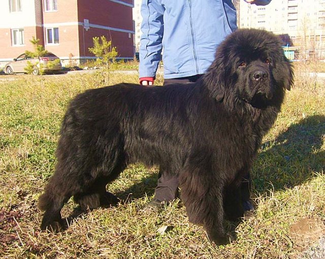 Фото: ньюфаундленд Супер Бизон Ванкувер