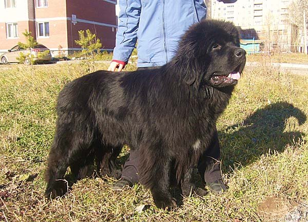 Фото: ньюфаундленд Супер Бизон Ванкувер