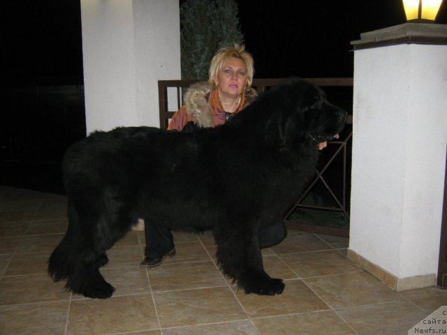 Фото: ньюфаундленд Plutarh Almas-Alana